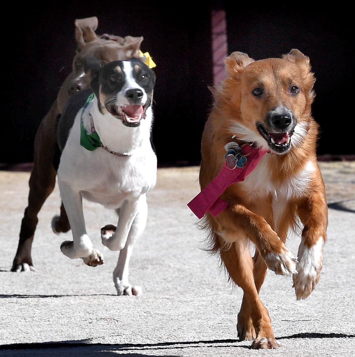 Weiner Fest 2017 14.jpg